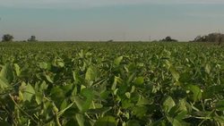 VOICED : Argentinian honey production in danger News Clip