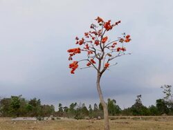 Tree and Sky Stock Footage