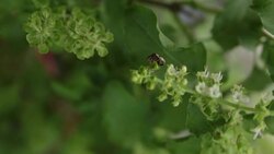 sweet basil flower with a bug. Stock Footage