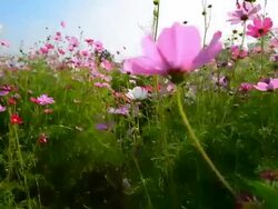 Cosmos flower field Stock Footage
