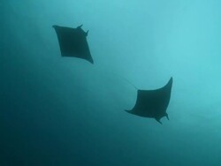 Silhouette of pair of Devil Rays (Mobula sp.), Monad Shoa, Malapascua, Philippines Stock Footage