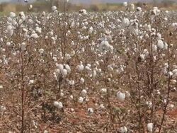 Cotton ball Stock Footage