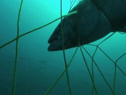 Medium Close Up hand-held push-in - A net ensnares a tuna in the Mediterranean Sea. / Sardinia, Italy Stock Footage
