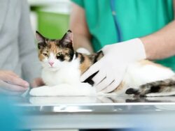 Veterinary Stock Footage