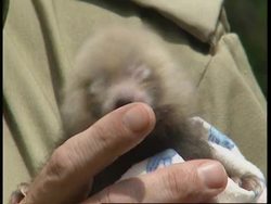 SOUTH AFRICA: LITTER OF RARE BABY RED PANDAS BORN AT ZOO Instructional Video