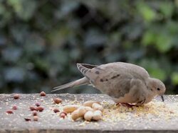 WS View of mourning dove eating seeds on feeding board and prevents blue jays from taking any peanuts / Valparaiso, Indiana, United States Stock Footage
