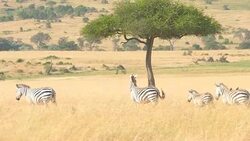 Zebra Grazing at Savannah Stock Footage