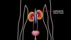 Kidneys Instructional Video