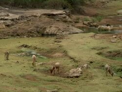 Dried-up river Stock Footage