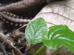 Poisonous millipede Stock Footage