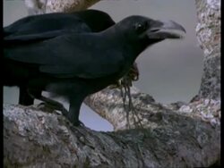 CU 2 jungle crows in tree pecking at scavenged prey, India Stock Footage