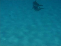 Spinner dolphins LS pair playing one above the other and swim out of frame Stock Footage