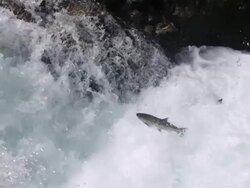 MS SLO MO  Salmon leaping up  in stream /  Washington, United States Stock Footage