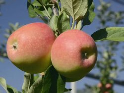 CU Shot of Red apples on tree / Merano, Trentino, Tyrol, Italy Stock Footage