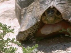 MS Shot of Angulated tortoise observing surroundings with head tucked into shell / Namaqualand, Northern Cape, South Africa Stock Footage