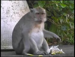 Monkey Eats Banana (Wide Shot) Stock Footage