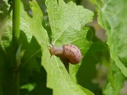 Snail on a vine leaf Stock Footage