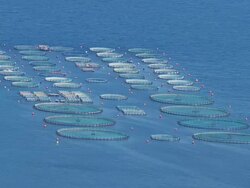 WS AERIAL View of aquacultures / Peloponnese, Greece Stock Footage