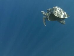 MS Olive Ridley turtles mating at surface of ocean / Guanacaste, Costa Rica Stock Footage