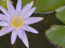 Blue waterlily Stock Footage