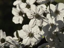 HD: Cherry Blossom Stock Footage