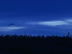 Ducks at Dawn 002 Stock Footage