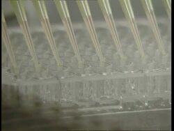 BCU Multiple pipette tips inserting pink liquid into test tubes Stock Footage