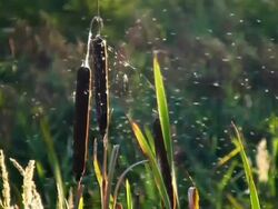 PAL: Reed Stock Footage