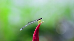 Dragonfly Stock Footage