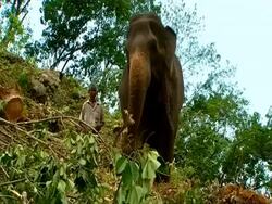 MS low angle, Elephant working, being encouraged down hillside by man Stock Footage