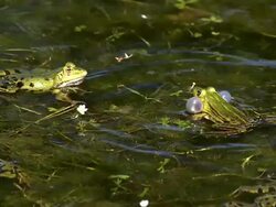  MS SLO MO Males edible frogs leaping and calling with inflated vocal sacs / Vieux Pont, Normandy,  France Stock Footage