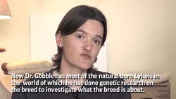 Rare 'Werewolf' Kitty Rescued in South Africa Instructional Video