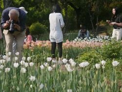 2015 Peony Festival attracts tourists Stock Footage