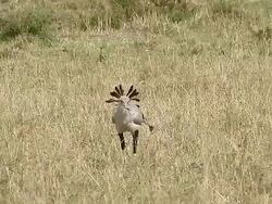 MS Secretary bird walking through savanna / National Park, Africa, Kenya Stock Footage
