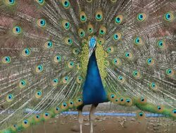 Dancing Peacock Ntsc and Pal Stock Footage