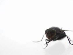 Washing housefly - copy space Stock Footage