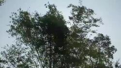 trees swaying in wind Stock Footage