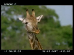 CU of Giraffe head, chewing and licking lips Stock Footage