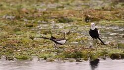 Pheasant-tailed jacana: hydrophasianus  chirurgus Stock Footage