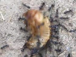 Ant eating large   worm Stock Footage