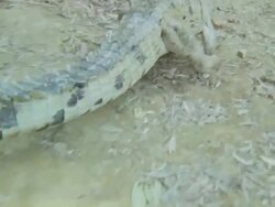 Close Up hand-held push-in - A crocodile runs and splashes in a muddy river / Darwin, Australia Stock Footage