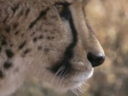 Close Up hand-held - A cheetah lies in the grass looking around / South Africa Stock Footage