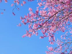 Spring Pink Cherry Blossoms with Blue Sky Backgrounds Stock Footage