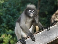 Dusky leaf monkey eating white popinac. Stock Footage