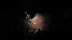 Red giant nudibranch on the seabed, Indian Ocean Stock Footage