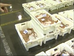 NEWS FEATURE EU seeks survival of fish and fisherman with new catch quotas News Clip