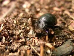 Scarab beetle Stock Footage