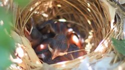 Yellow-vented Bulbul feeding baby birds on nest Stock Footage