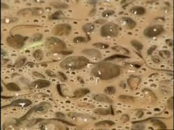 BCU High angle, Spadefoot Toad (Scaphiopus) tadpoles in shallow muddy pool, USA Stock Footage