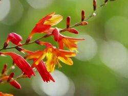 CU Montbretia flowers waving by wind / Volcano, Big Island,Hawaii, United States Stock Footage